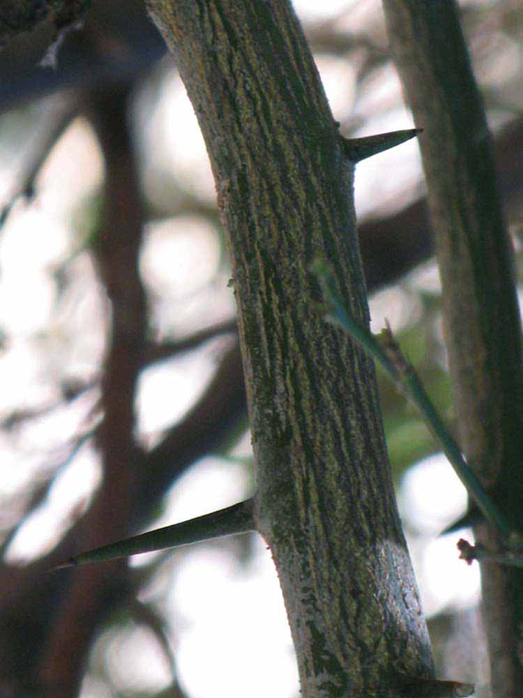              Second - third year twig of  Citrus reticulata     var.  austera   x  Poncirus trifoliata           (Citrandarin, Riverside, CA)       